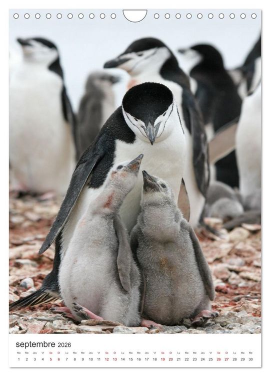 Produktbild: Antarctique des oiseaux de l&eacute;gende (Calendrier mural 2026 DIN A4 horizontal), CALVENDO calendrier mensuel