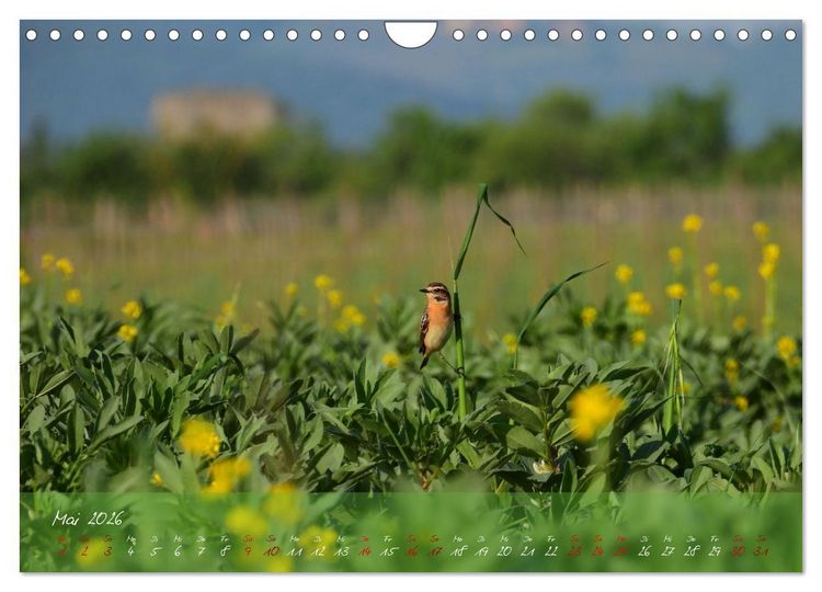 Produktbild: Wilde Toskana - von Ren&eacute; Schaack (Wandkalender 2026 DIN A4 quer), CALVENDO Monatskalender