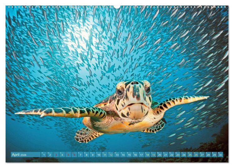 Produktbild: Tauchen: Wunderbares tiefblaues Meer (hochwertiger Premium Wandkalender 2026 DIN A2 quer), Kunstdruck in Hochglanz