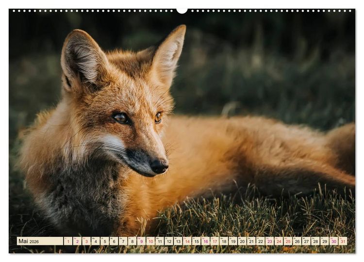 Produktbild: Fuchs - schlauer R&auml;uber (hochwertiger Premium Wandkalender 2026 DIN A2 quer), Kunstdruck in Hochglanz