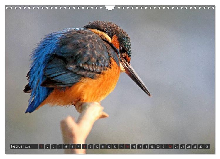 Produktbild: Der Eisvogel (Wandkalender 2026 DIN A3 quer), CALVENDO Monatskalender