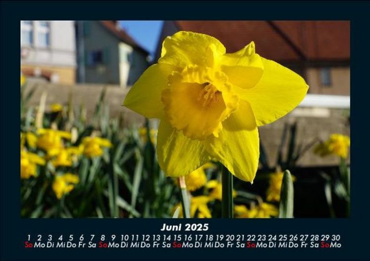 Produktbild: Blumenkalender 2025 Fotokalender DIN A5