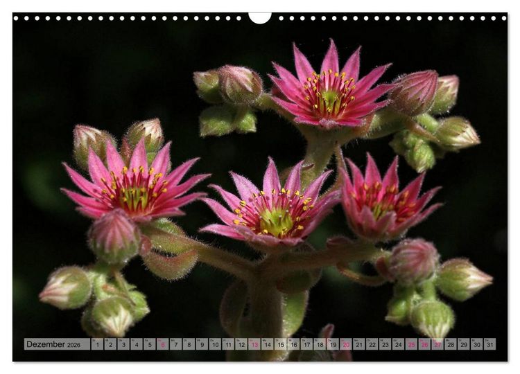 Produktbild: Sempervivum - Hauswurz (Wandkalender 2026 DIN A3 quer), CALVENDO Monatskalender
