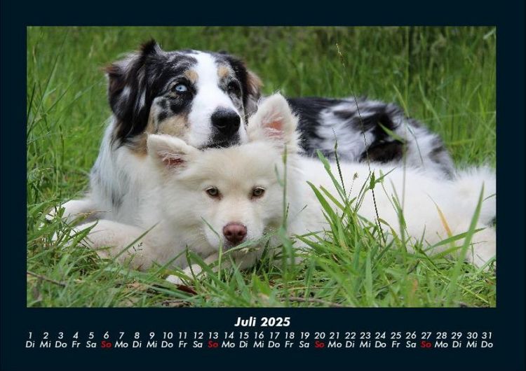 Produktbild: Hundezauber 2025 Fotokalender DIN A4
