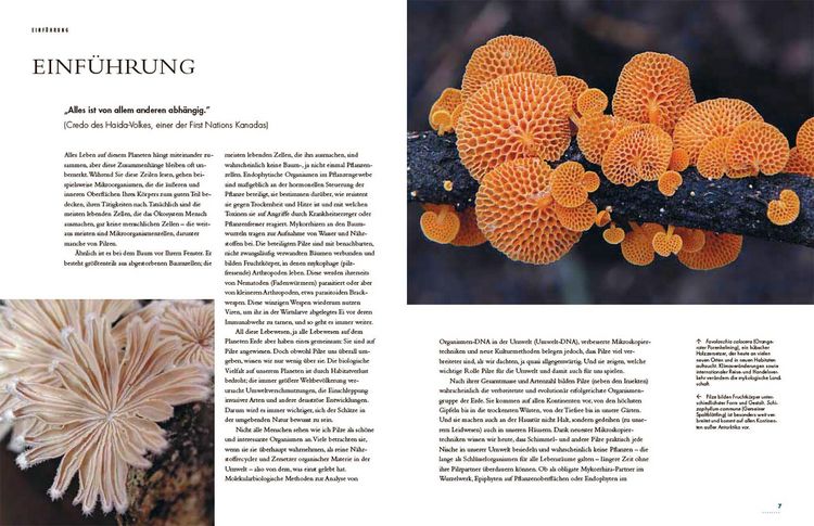 Produktbild: Pilze