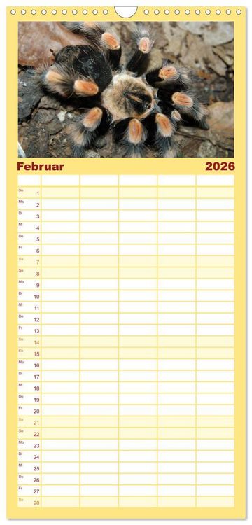 Produktbild: Familienplaner 2026 - Vogelspinnen mit 5 Spalten (Wandkalender, 21 x 45 cm) CALVENDO