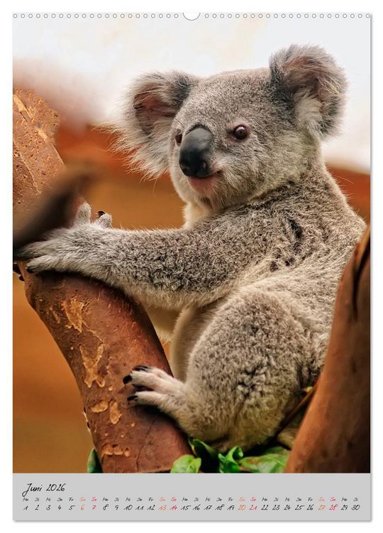 Produktbild: Koala, kleiner B&auml;r (Wandkalender 2026 DIN A2 hoch), CALVENDO Monatskalender