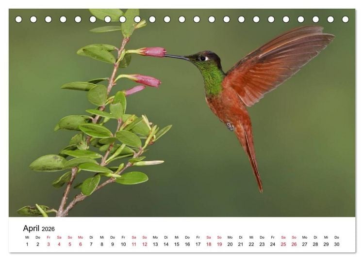 Produktbild: Kolibris - Juwelen der L&uuml;fte (Tischkalender 2026 DIN A5 quer), CALVENDO Monatskalender