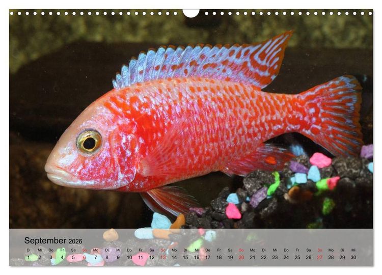 Produktbild: Knallbunte Wasserwelt. Die Welt der Fische (Wandkalender 2026 DIN A3 quer), CALVENDO Monatskalender