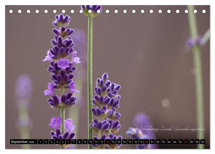 Produktbild: Zierbilder der Natur BLUMEN (Tischkalender 2026 DIN A5 quer), CALVENDO Monatskalender