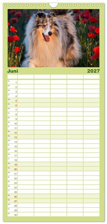 Produktbild: Familienplaner 2027 - Traumhund Collie - Mein bester Freund mit 5 Spalten (Wandkalender, 21 x 45 cm) CALVENDO