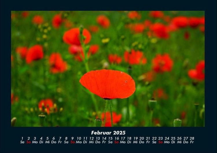 Produktbild: Blumentr&auml;ume 2025 Fotokalender DIN A4