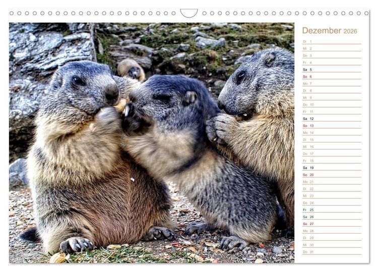 Produktbild: Wildlife - Verspielte Murmeltiere (Wandkalender 2026 DIN A3 quer), CALVENDO Monatskalender