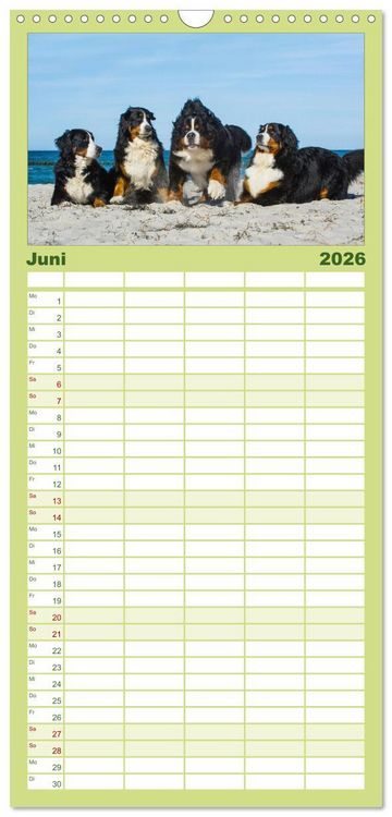 Produktbild: Familienplaner 2026 - Treuer Freund Berner Sennenhund mit 5 Spalten (Wandkalender, 21 x 45 cm) CALVENDO