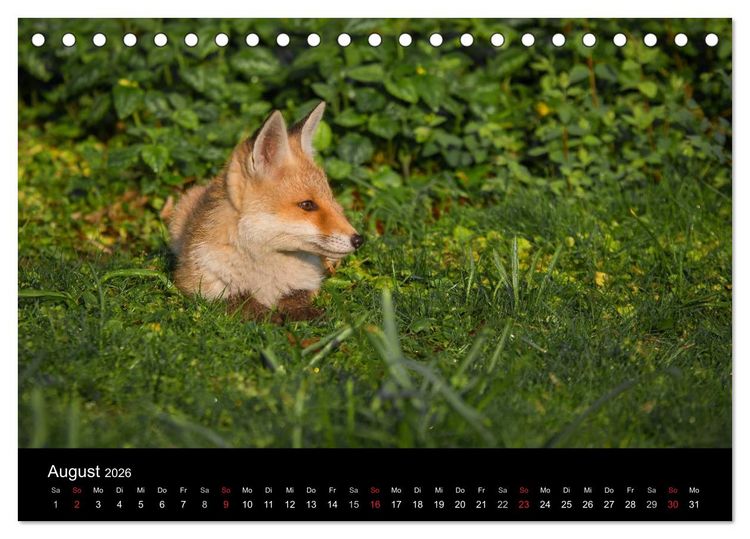 Produktbild: Joni, der kleine Fuchs (Tischkalender 2026 DIN A5 quer), CALVENDO Monatskalender