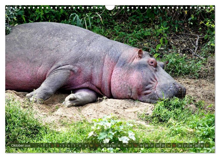 Produktbild: Hippos - Begegnungen in Afrika (Wandkalender 2026 DIN A3 quer), CALVENDO Monatskalender
