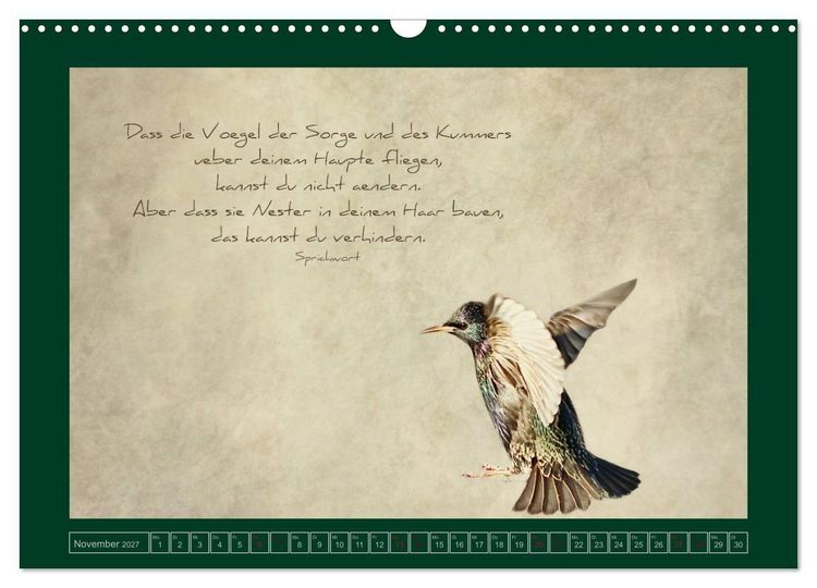 Produktbild: Stare und Weisheiten (Wandkalender 2027 DIN A3 quer), CALVENDO Monatskalender