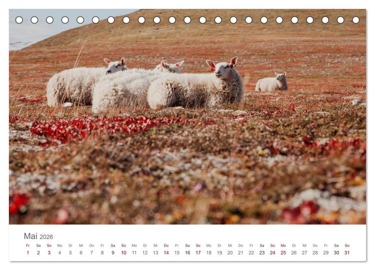 Produktbild: Schafe - Weich und wollig (Tischkalender 2026 DIN A5 quer), CALVENDO Monatskalender