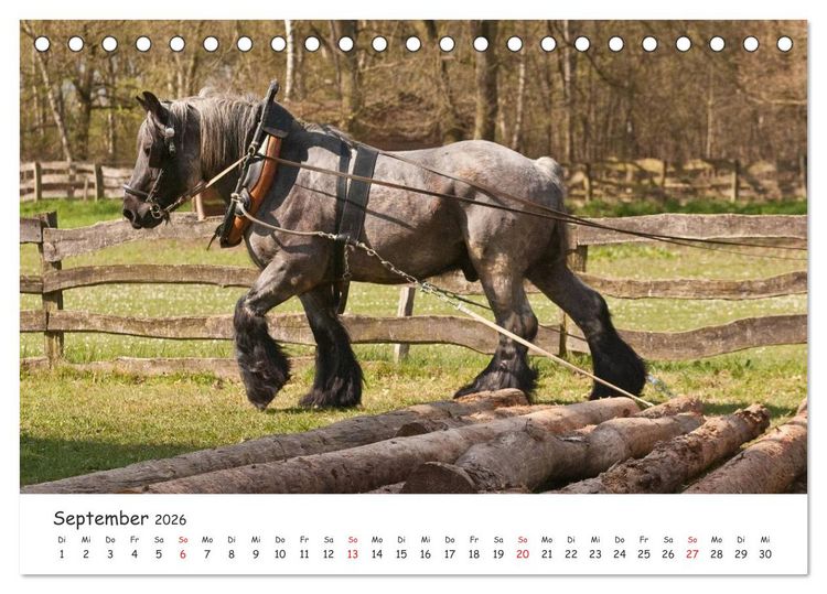 Produktbild: Kaltblut - schwere Pferde mit Herz (Tischkalender 2026 DIN A5 quer), CALVENDO Monatskalender
