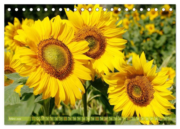Produktbild: Sonnenblumenwelt (Tischkalender 2026 DIN A5 quer), CALVENDO Monatskalender