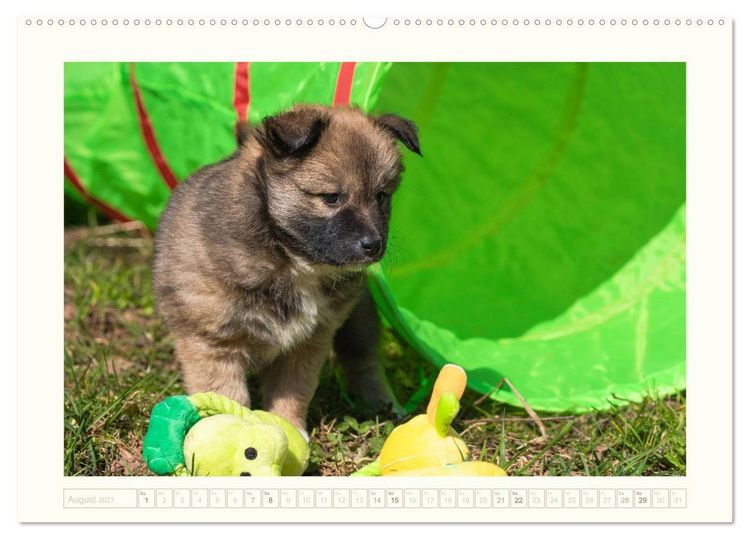 Produktbild: Kleine Islandhunde entdecken die Welt (Wandkalender 2027 DIN A2 quer), CALVENDO Monatskalender