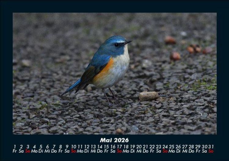 Produktbild: Vogelparadies 2026 Fotokalender DIN A5