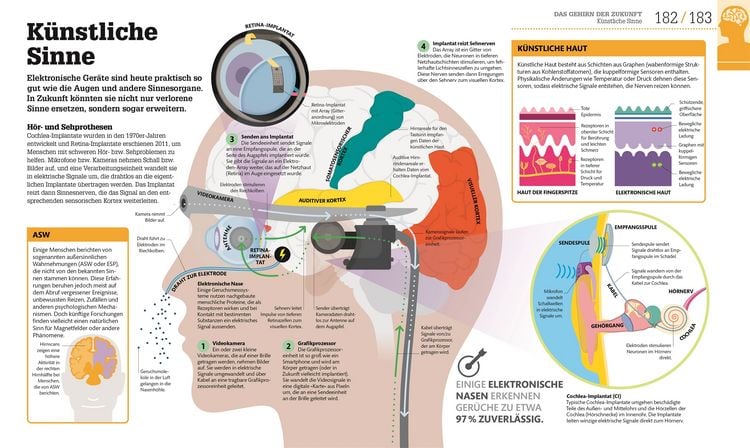 Produktbild: #dkinfografik. Das menschliche Gehirn und wie es funktioniert
