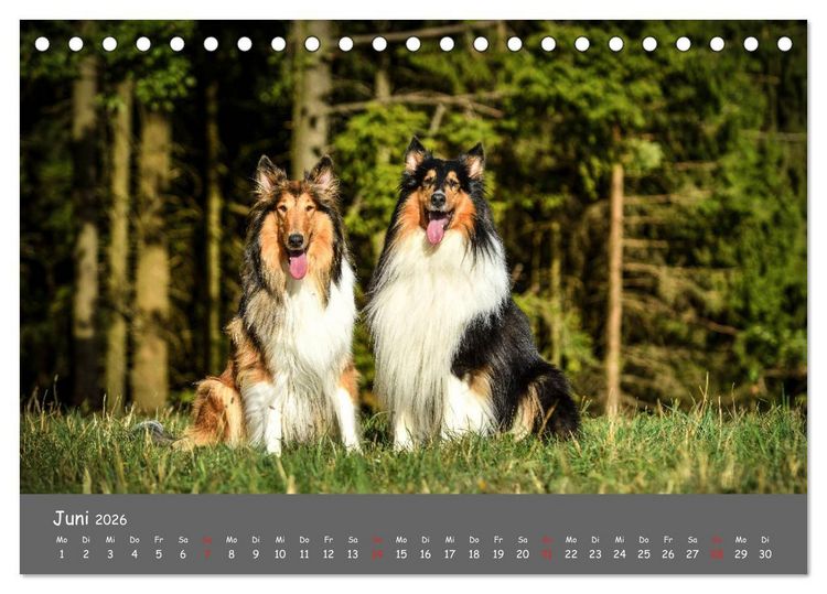 Produktbild: Einmal Collie - immer Collie (Tischkalender 2026 DIN A5 quer), CALVENDO Monatskalender