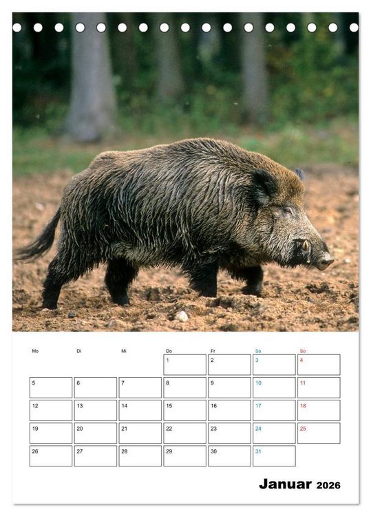 Produktbild: Schweine 2026 (Tischkalender 2026 DIN A5 hoch), CALVENDO Monatskalender