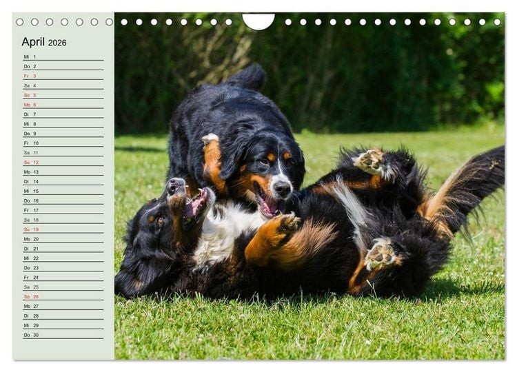 Produktbild: Berner Sennenhunde in Action (Wandkalender 2026 DIN A4 quer), CALVENDO Monatskalender