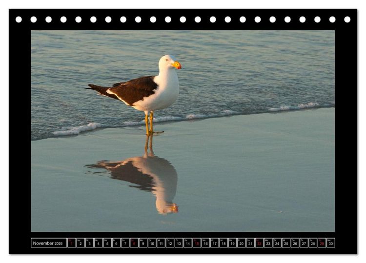 Produktbild: V&ouml;gel von "Down Under" Australien (Tischkalender 2026 DIN A5 quer), CALVENDO Monatskalender