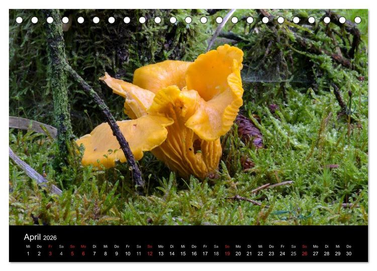 Produktbild: Pilze in Wald und Flur (Tischkalender 2026 DIN A5 quer), CALVENDO Monatskalender