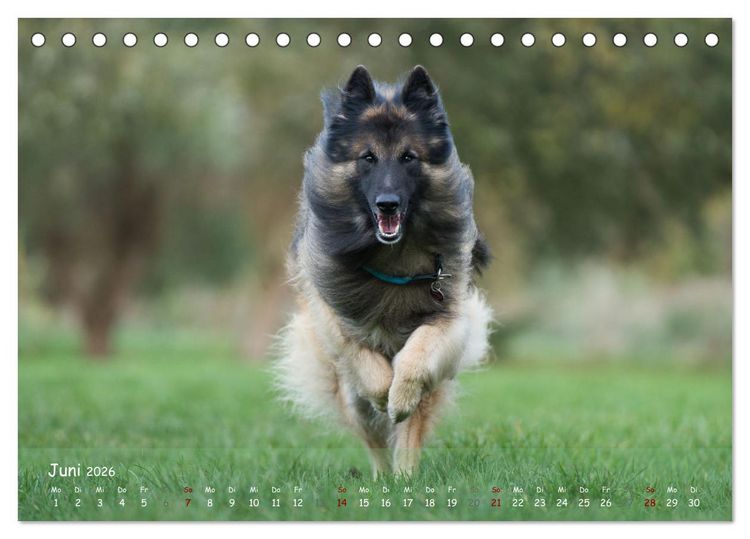 Produktbild: Fr&ouml;hliche Hunde (Tischkalender 2026 DIN A5 quer), CALVENDO Monatskalender