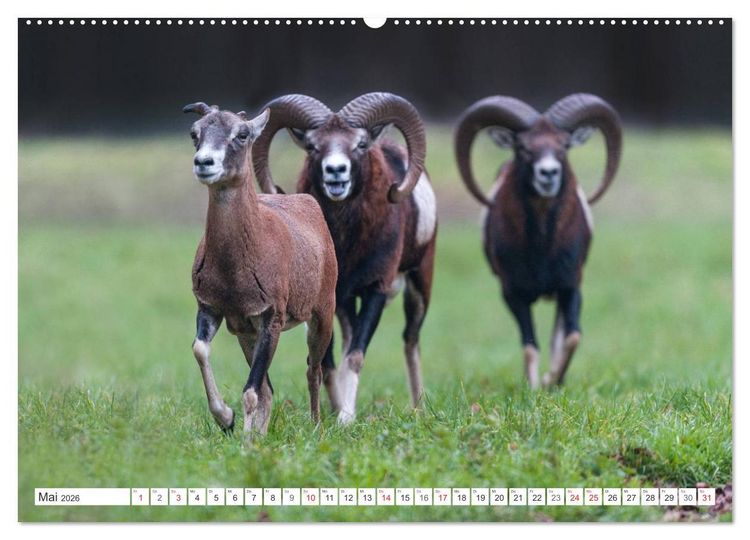 Produktbild: Emotionale Momente: Muffelwild. (hochwertiger Premium Wandkalender 2026 DIN A2 quer), Kunstdruck in Hochglanz