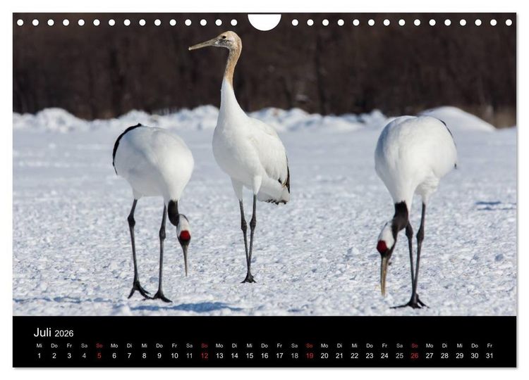Produktbild: Mandschurenkraniche (Wandkalender 2026 DIN A4 quer), CALVENDO Monatskalender