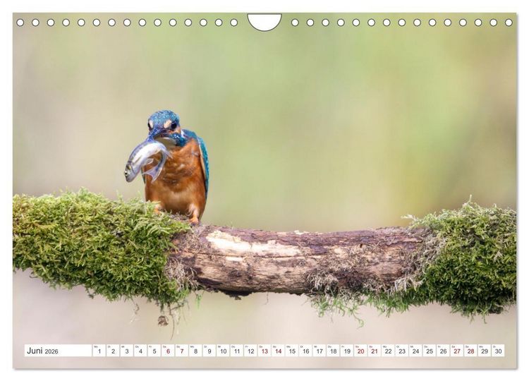 Produktbild: Der blaue Diamant - Fotos vom Eisvogel (Wandkalender 2026 DIN A4 quer), CALVENDO Monatskalender