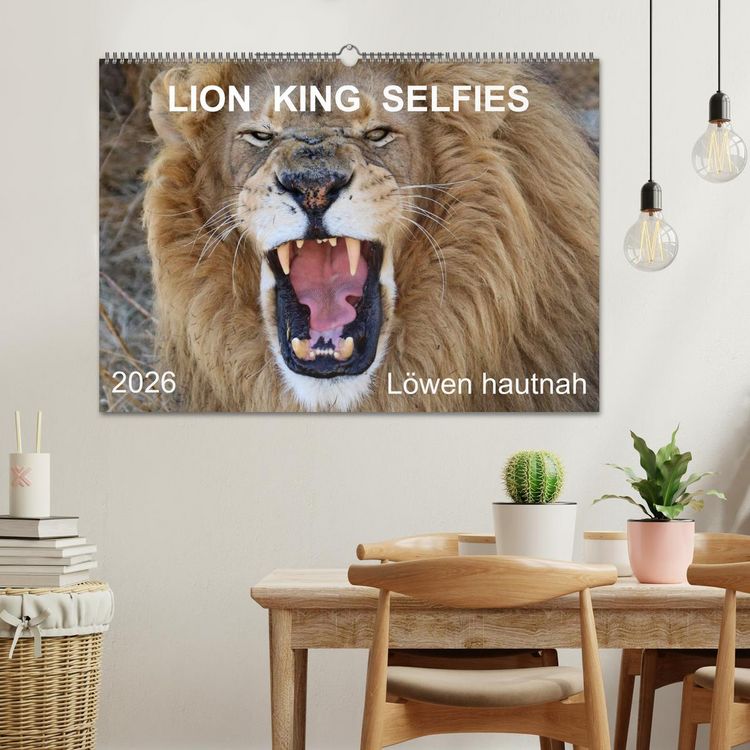Produktbild: LION KING SELFIES L&ouml;wen hautnah (Wandkalender 2026 DIN A2 quer), CALVENDO Monatskalender