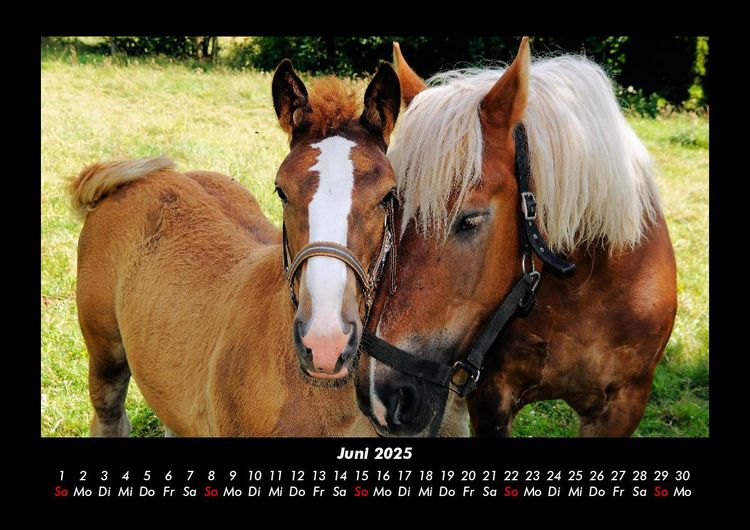Produktbild: Pferdegefl&uuml;ster 2025 Fotokalender DIN A3