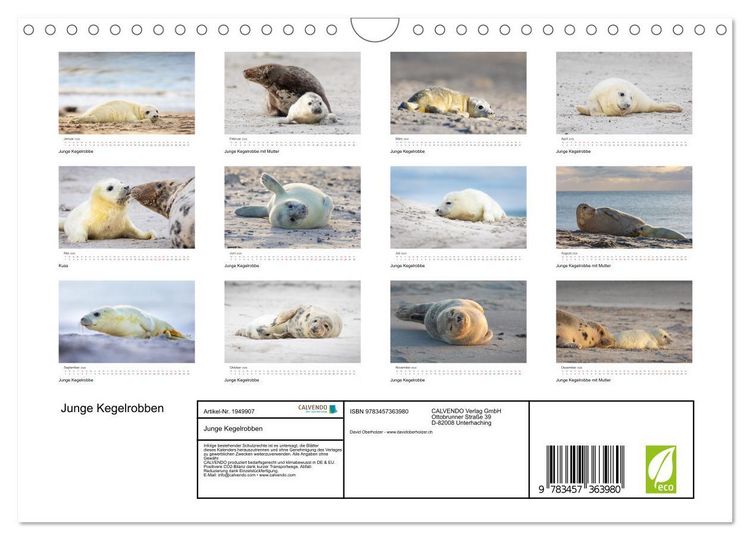 Produktbild: Junge Kegelrobben (Wandkalender 2026 DIN A4 quer), CALVENDO Monatskalender