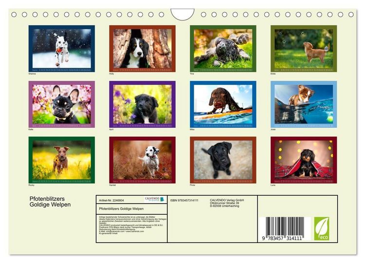 Produktbild: Pfotenblitzers Goldige Welpen (Wandkalender 2026 DIN A4 quer), CALVENDO Monatskalender