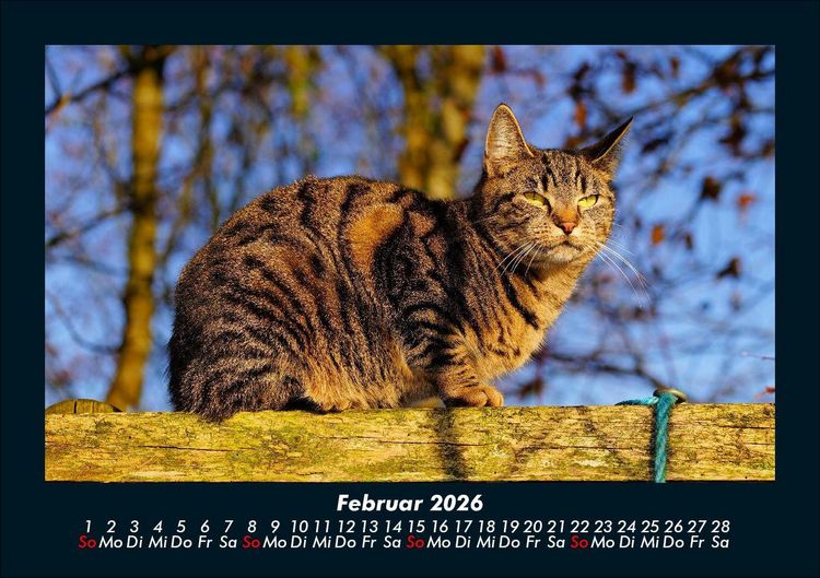 Produktbild: F&uuml;r Katzenfreunde 2026 Fotokalender DIN A5