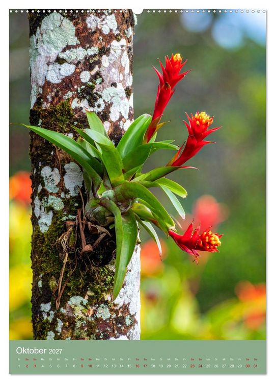 Produktbild: Bromelienzauber (hochwertiger Premium Wandkalender 2027 DIN A2 hoch), Kunstdruck in Hochglanz