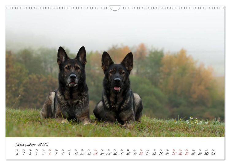 Produktbild: Der graue Deutsche Sch&auml;ferhund (Wandkalender 2026 DIN A3 quer), CALVENDO Monatskalender
