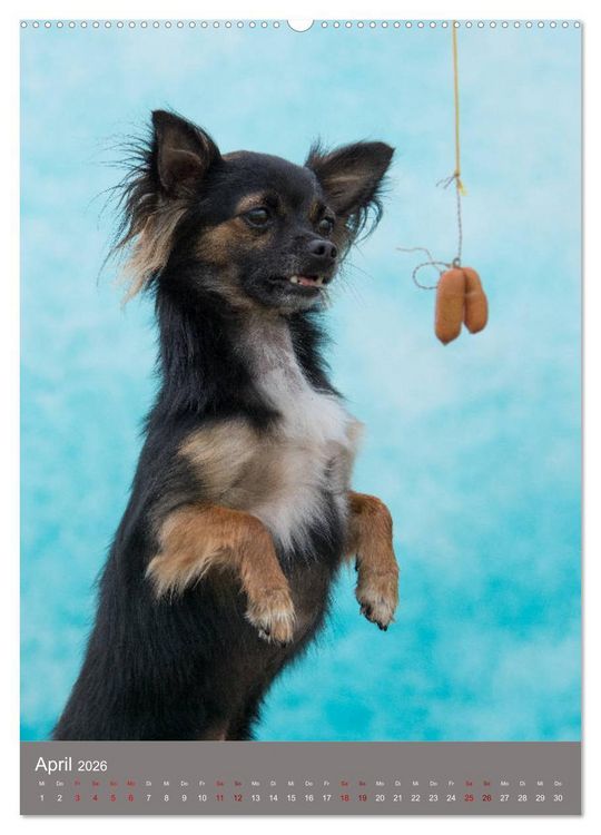 Produktbild: Hundegesichter beim W&uuml;rstchenschnappen (Wandkalender 2026 DIN A2 hoch), CALVENDO Monatskalender