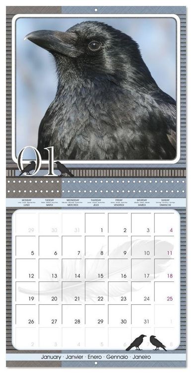 Produktbild: Saar, I: Crows. Portraits of Intelligence. Cleverly schedule