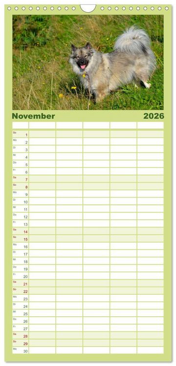 Produktbild: Familienplaner 2026 - Der Wolfsspitz mit 5 Spalten (Wandkalender, 21 x 45 cm) CALVENDO