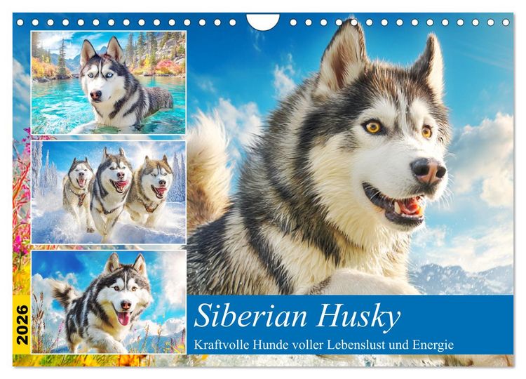 Produktbild: Siberian Husky. Kraftvolle Hunde voller Lebenslust und Energie (Wandkalender 2026 DIN A4 quer), CALVENDO Monatskalender