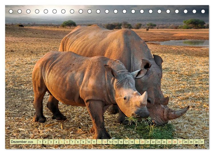 Produktbild: Bedrohte Tierart - Nashorn (Tischkalender 2026 DIN A5 quer), CALVENDO Monatskalender