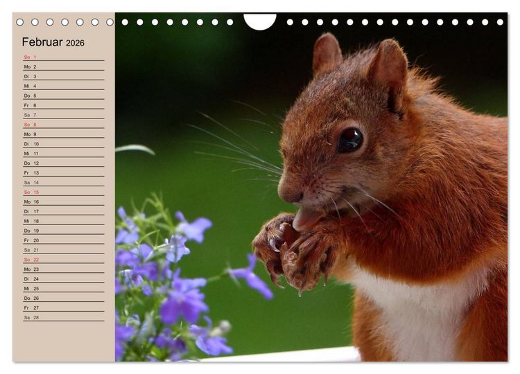 Produktbild: Eichh&ouml;rnchen. Wo sind blo&szlig; die N&uuml;sse? (Wandkalender 2026 DIN A4 quer), CALVENDO Monatskalender