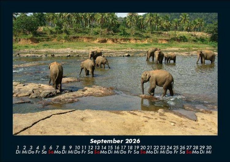Produktbild: Elefanten - Die sanften Riesen Afrikas 2026 Fotokalender DIN A5